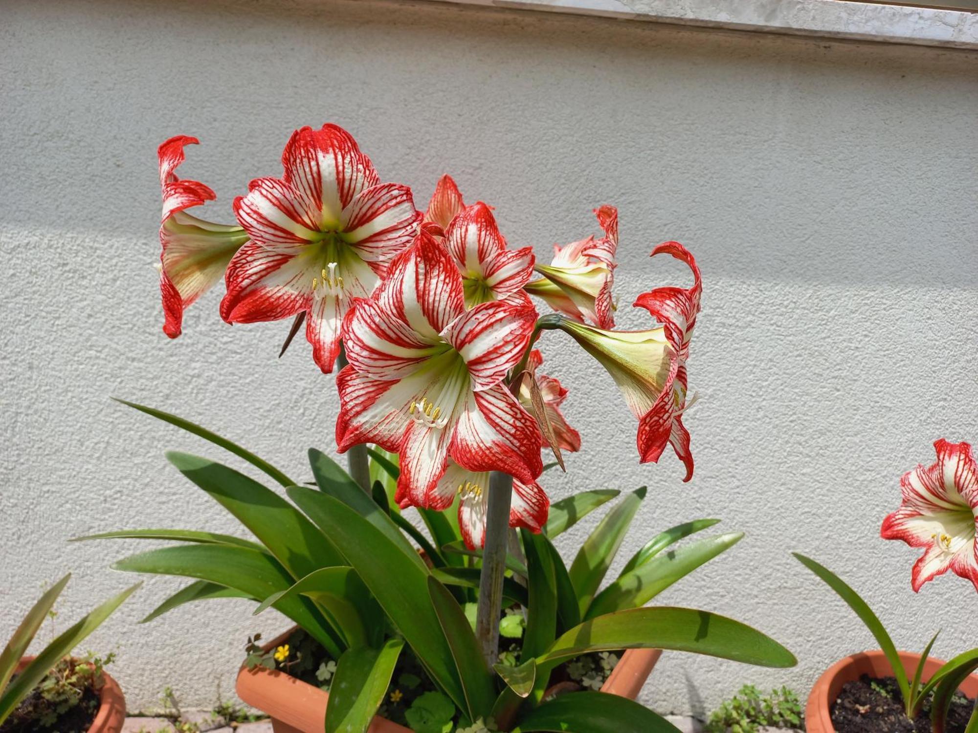 Appartamento Le Magnolie Mestre Exteriör bild