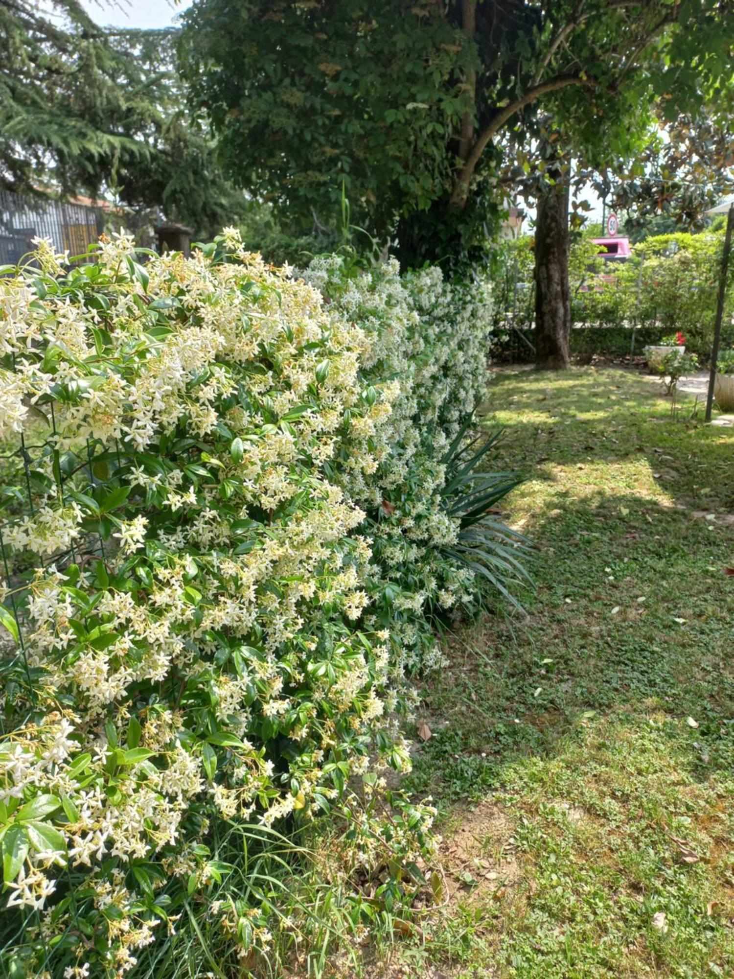 Appartamento Le Magnolie Mestre Exteriör bild