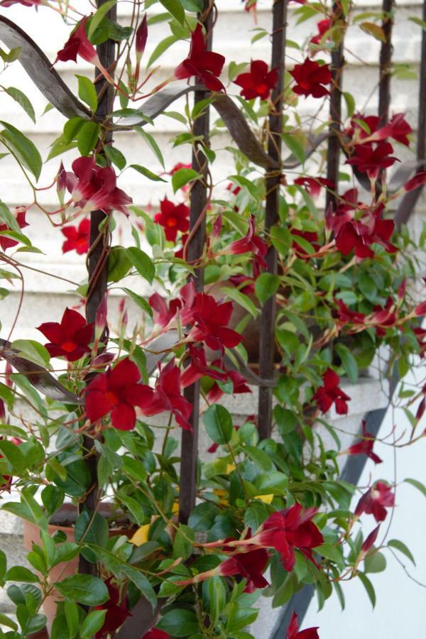 Appartamento Le Magnolie Mestre Exteriör bild